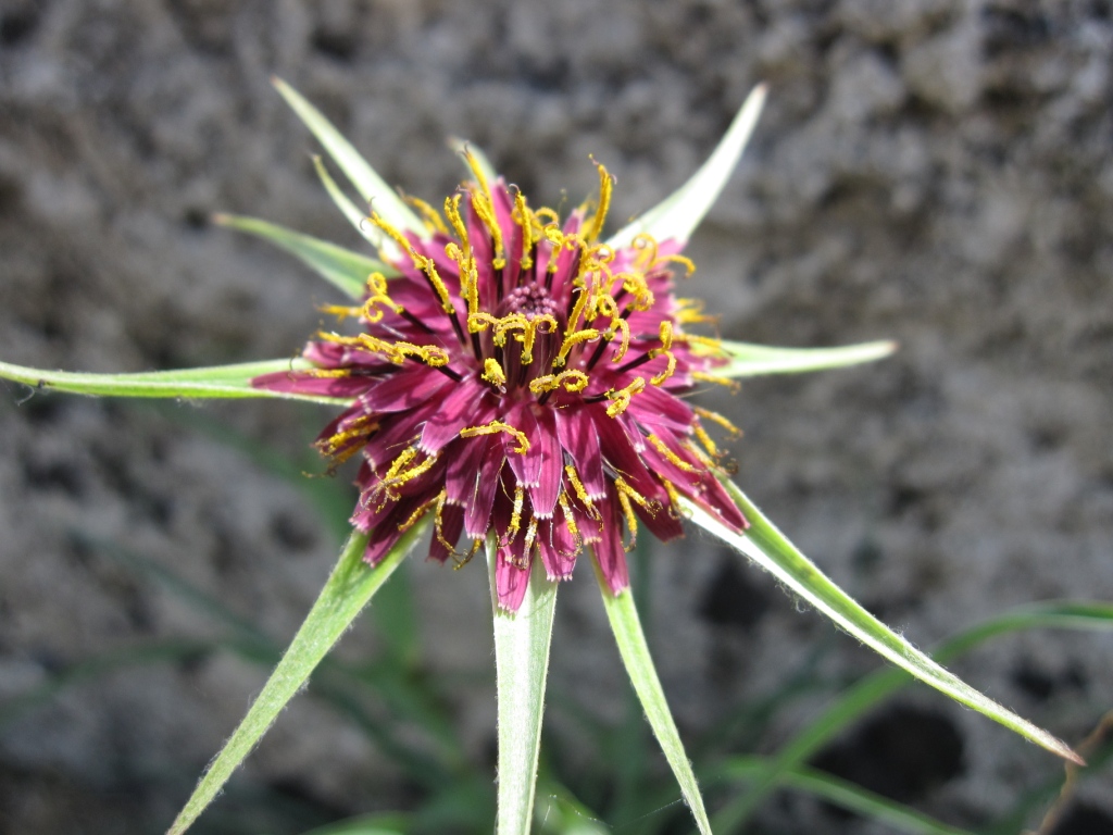 Tragopogon porrifolius